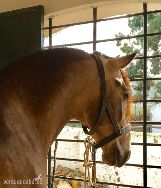 Semen de  bayo Psl calificado como reproductor - Caballos Enteros Pura Sangre Lusitana
