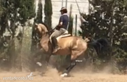 Semen de  bayo Psl calificado como reproductor - Caballos Enteros