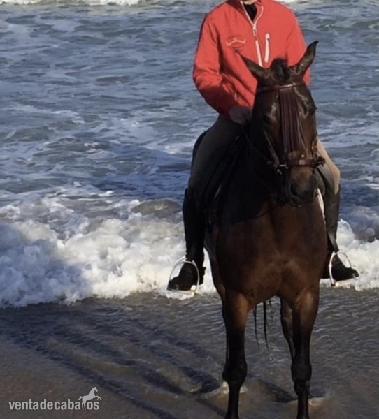 Hispano arabe