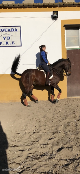 Caballo Hispano Árabe Hispano arabe - Yegua hispano arabe 8 años