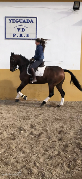 Yegua hispano arabe 8 años - Caballo Hispano Árabe Hispano arabe