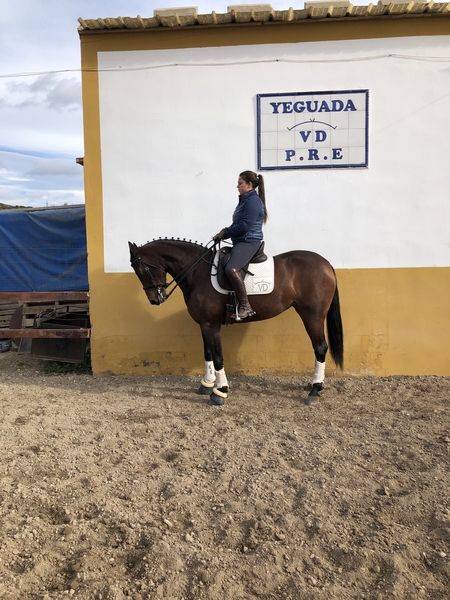 Yegua hispano arabe 8 años - Caballo Hispano Árabe