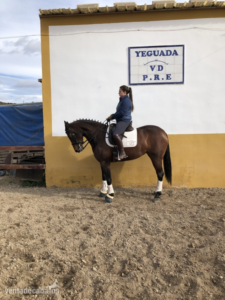 Yegua hispano arabe 8 años - Caballo Hispano Árabe