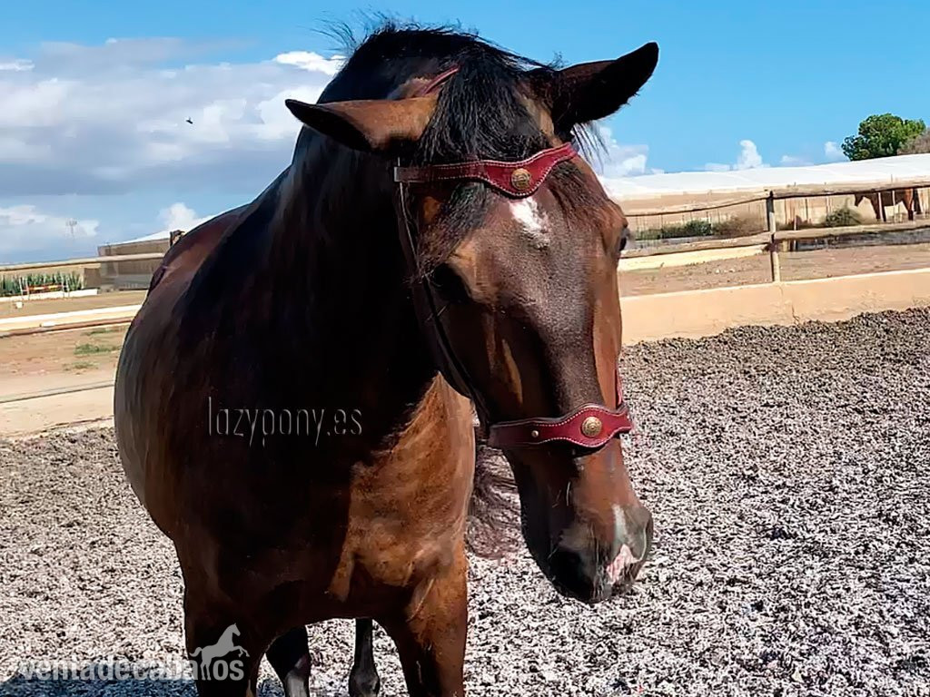 Frontalera Barroca Lazypony de cuero Lazypony, Leather baroque browband 