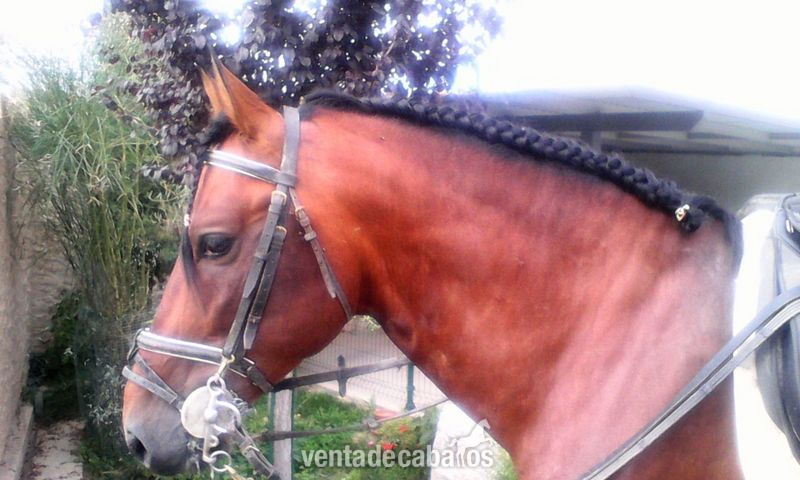 CABALLO PRE 5 AÑOS in 