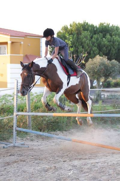 Ponis Pony Club Poni de Silla Inglés - Pónei yegua muy facil y ganadora