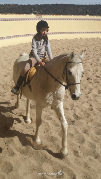 Ocasión  caballo árabe  in 