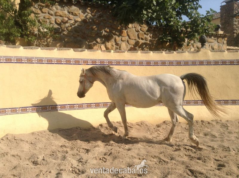 Caballos Árabes Arabe - Ocasión  caballo árabe 