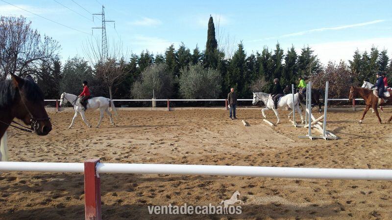 Ocasión  caballo árabe  - Caballos Árabes Arabe