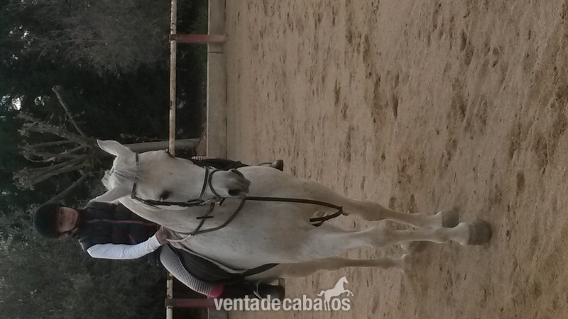 Ocasión  caballo árabe  - Arabe