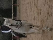 Ocasión caballo árabe