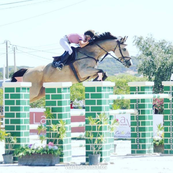 Caballo Salto CSI4 1,40-1,45 m in 