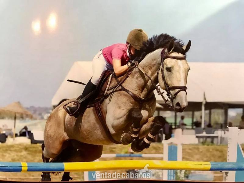 Caballos Capados Sueco Sangre Caliente - Caballo Salto CSI4 1,40-1,45 m
