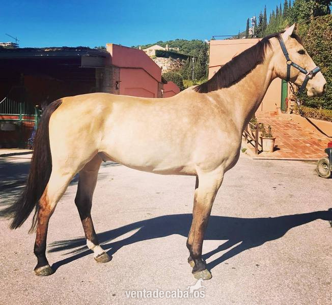 Caballo Salto CSI4 1,40-1,45 m - Caballos Capados Sueco Sangre Caliente