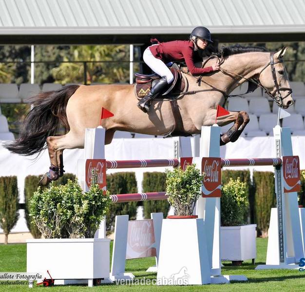 Caballo Salto CSI4 1,40-1,45 m - Sueco Sangre Caliente