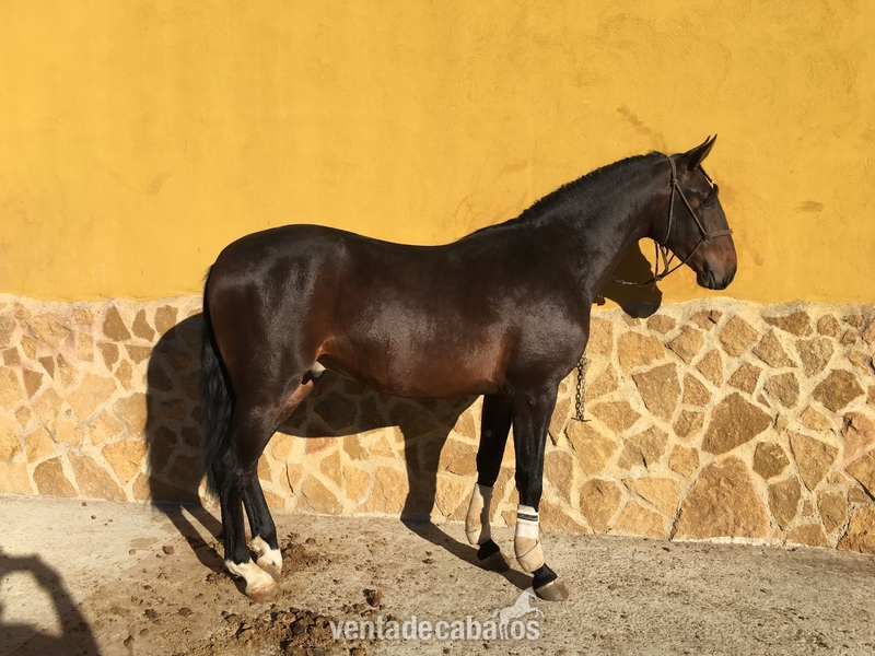 Pura Raza Española