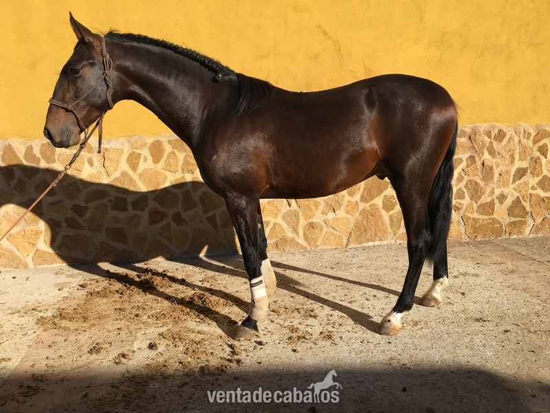 Pura Raza Española {TYPE}