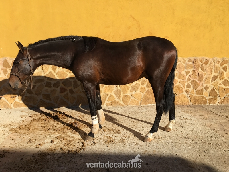 Caballos Pura Raza Española (P.R.E.) Pura Raza Española - Potro castaño P.R.E.