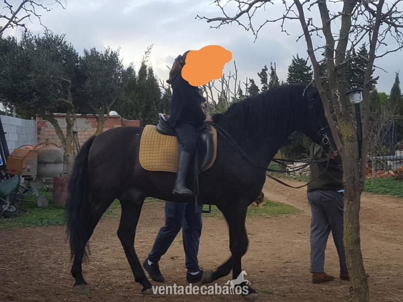 Pura Raza Española {TYPE}