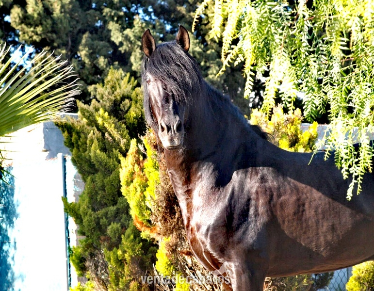 Caballos Pura Raza Española (P.R.E.) Pura Raza Española - Español Bello IV 