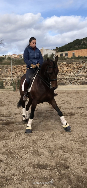 Yegua hispano arabe 8 años in 
