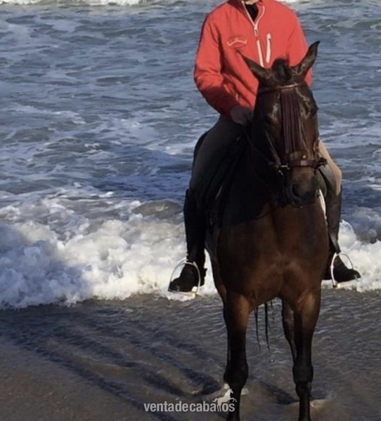 Hispano arabe