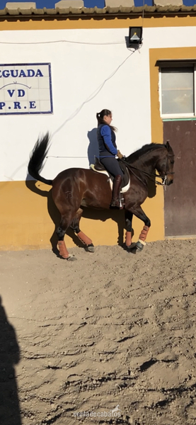 Caballo Hispano Árabe Hispano arabe - Yegua hispano arabe 8 años