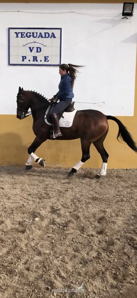 Yegua hispano arabe 8 años - Caballo Hispano Árabe Hispano arabe