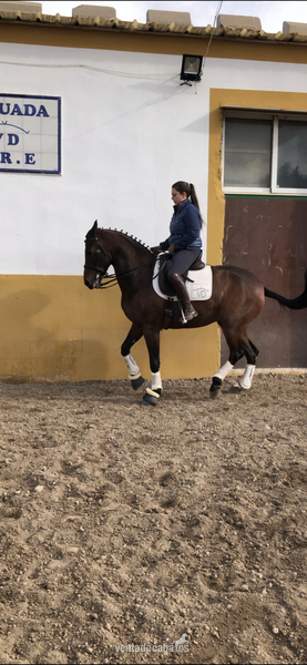 Yegua hispano arabe 8 años - Hispano arabe