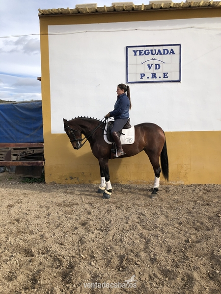 Yegua hispano arabe 8 años - Caballo Hispano Árabe