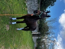 Caballo trotón francés
