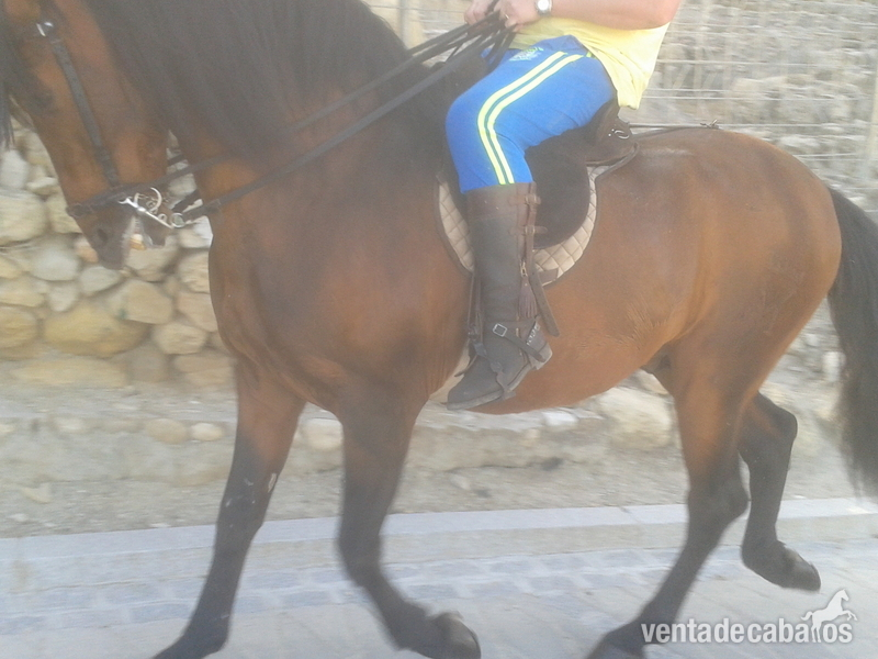 Caballos Pura Raza Española (P.R.E.) Pura Raza Española - CABALLO PURA RAZA ESPAÑOLA