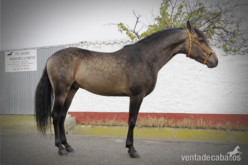 CABALLO PRE BAYO in 