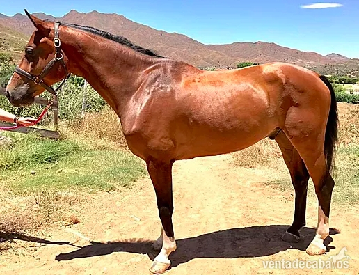 VENDIDO Caballo zangersheide cantofino x kannan in 