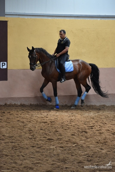 Oldenburgo {TYPE}