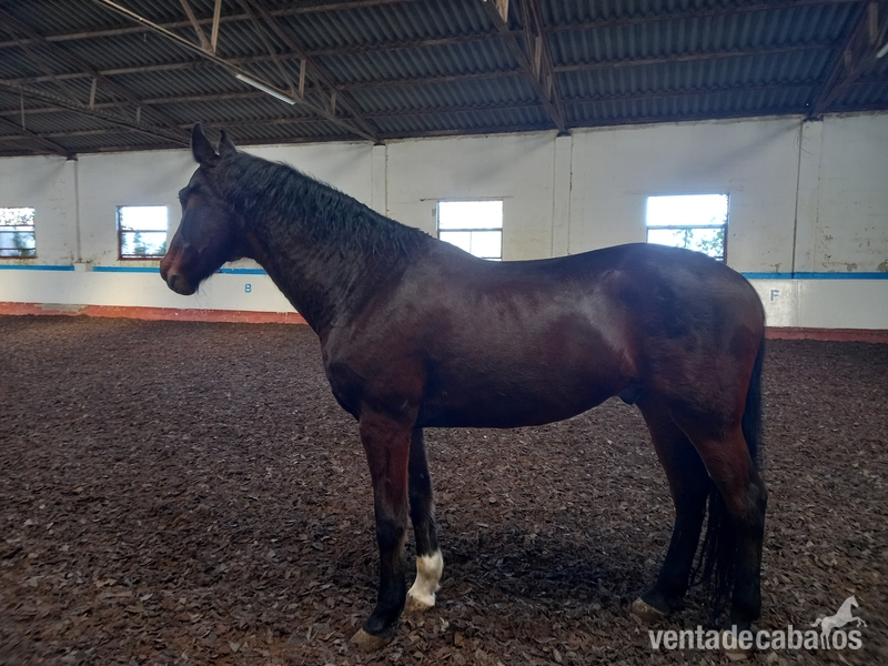 Caballos Capados Oldenburgo - VENTA CABALLO OLDEMBURGO 