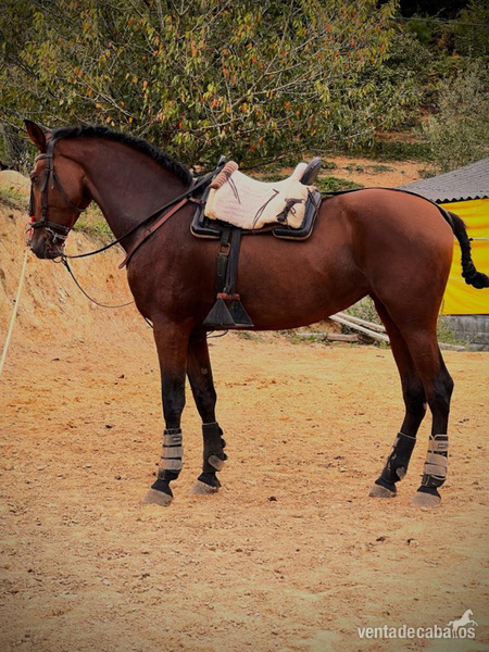Caballos Pura Raza Española (P.R.E.) Pura Raza Española - Yegua PRE inscrita en ANCCE