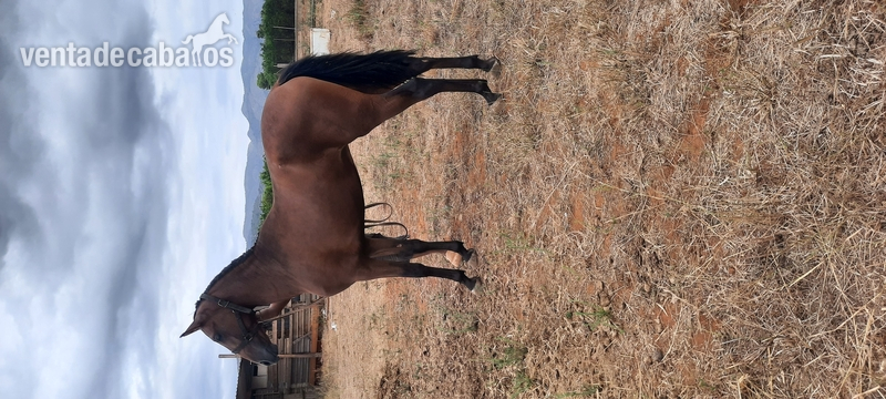 Caballos Pura Raza Española (P.R.E.) PRE - Pura raza español PRE