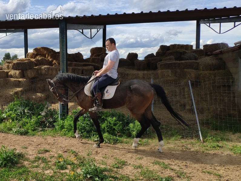 Caballo CDE castaño in 
