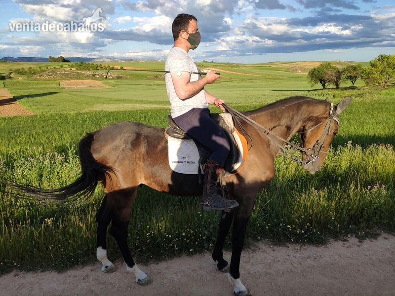 Caballos Capados Angloarabe - Caballo CDE castaño