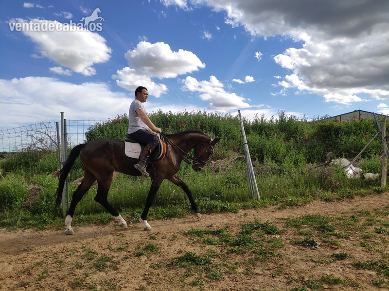 Caballo CDE castaño - Caballos Capados Angloarabe