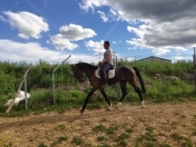 Caballo CDE castaño