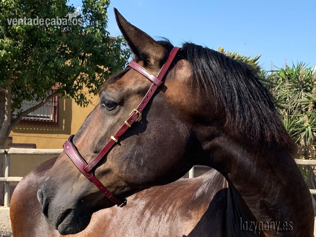 Preciosa muserola Barroca Lazypony, noseband Baroque Lazypony  - Artículos de hípica in 