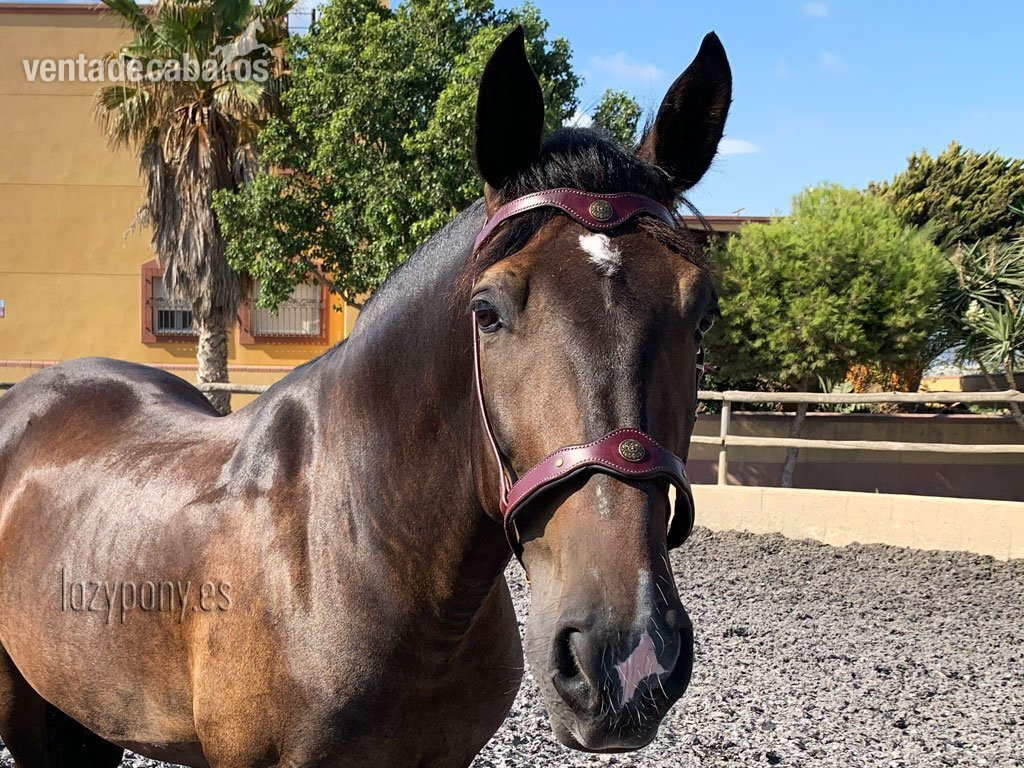 Preciosa muserola Barroca Lazypony, noseband Baroque Lazypony  - Artículos de hípica