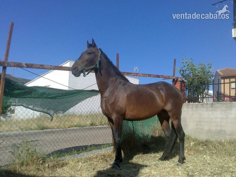 Andaluz