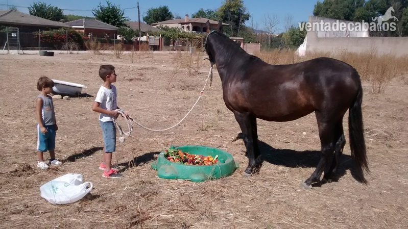 yegua escrita con carta de origen - Caballos Pura Raza Española (P.R.E.) Andaluz