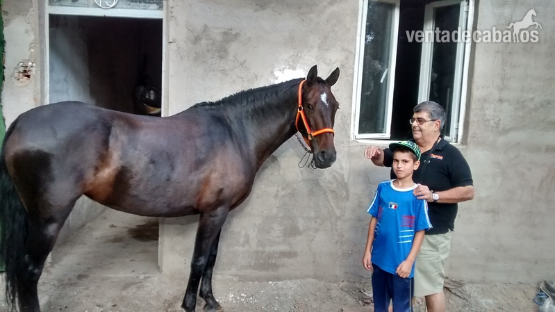 yegua escrita con carta de origen - Caballos Pura Raza Española (P.R.E.)
