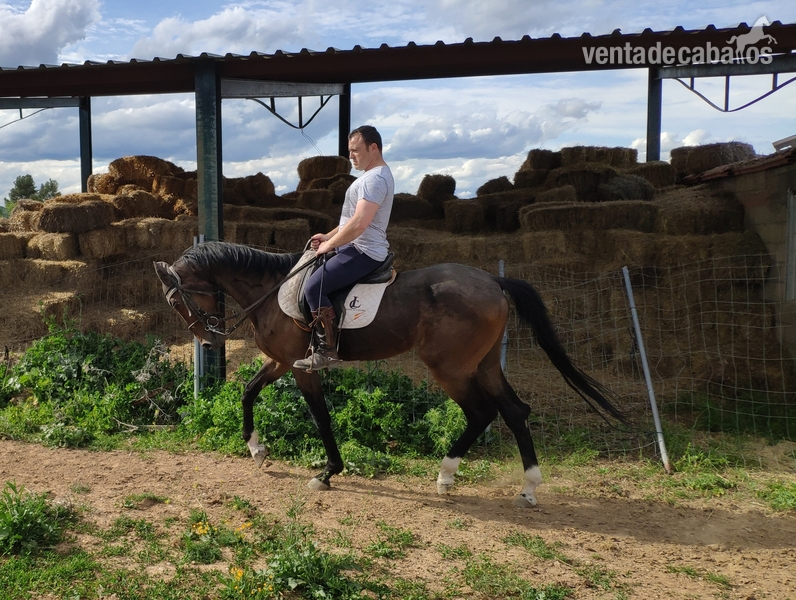 Caballo CDE castaño in 