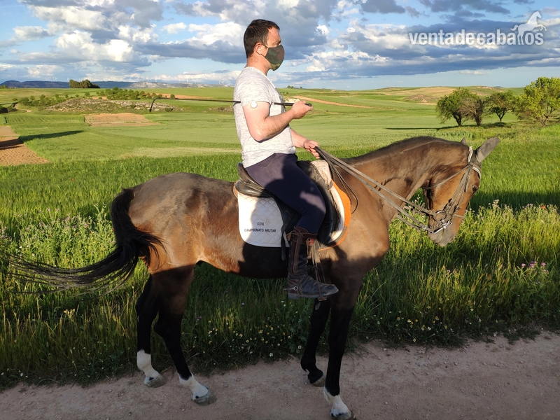 Caballos Capados Angloarabe - Caballo CDE castaño