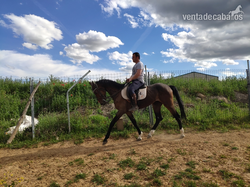 Caballo CDE castaño - Angloarabe